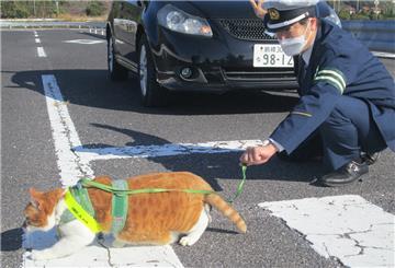 In Japan hat die Polizei den Kater Pitaro zum Verkehrspolizisten ernannt.