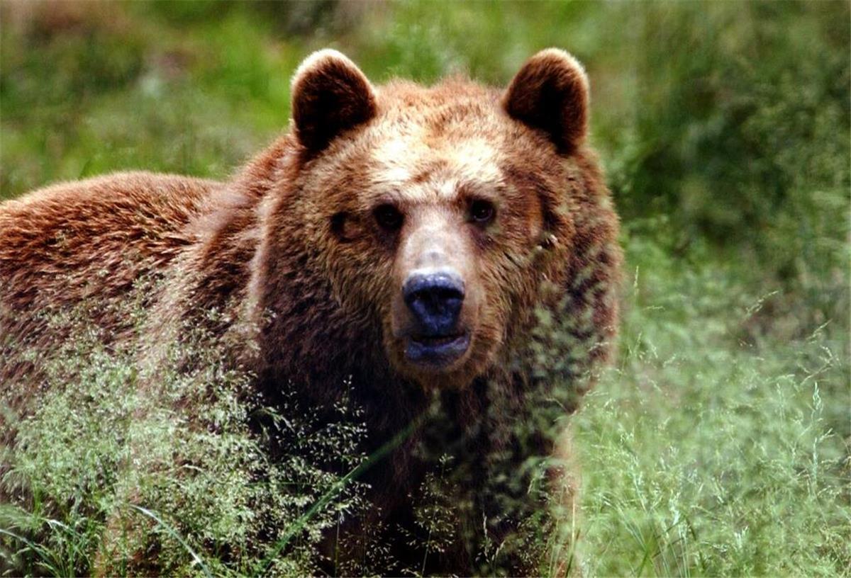 Ein großer Braunbär, hinter ein paar Gräsern, schaut direkt in die Kamera.
