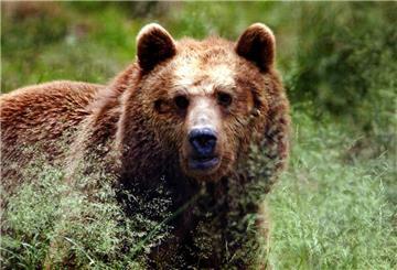 Ein großer Braunbär, hinter ein paar Gräsern, schaut direkt in die Kamera.