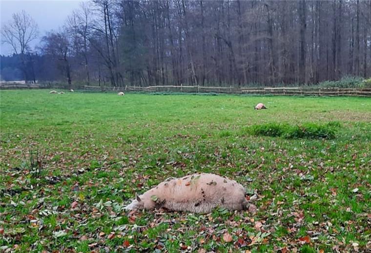 Wolf tötet kleine Schafsherde von sieben Tieren In Kirchwistedt hat ein Wolf alle sieben Schafe getötet, die auf dieser Weide waren.