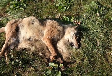 Schießen, Schaufeln, Schweigen: Das Problem mit der illegalen Jagd auf Wölfe