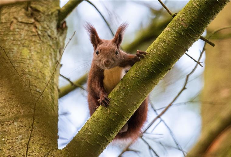 Stadt Geestland baut eine „Brücke“ für Eichhörnchen Ein Eichhörnchen sitzt auf einem Baum