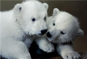 In langer Tradition: Für diese beiden Eisbären suchen wir als Partner des Zoos am Meer einen Namen.