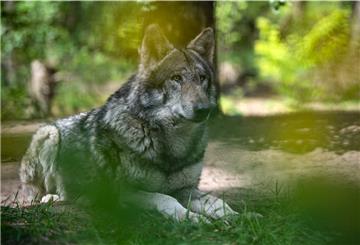 In Löningen wurde ein sogenannter Problemwolf getötet.