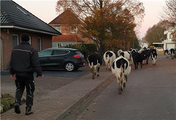 Rinder auf einer Wohnstraße in Loxstedt.