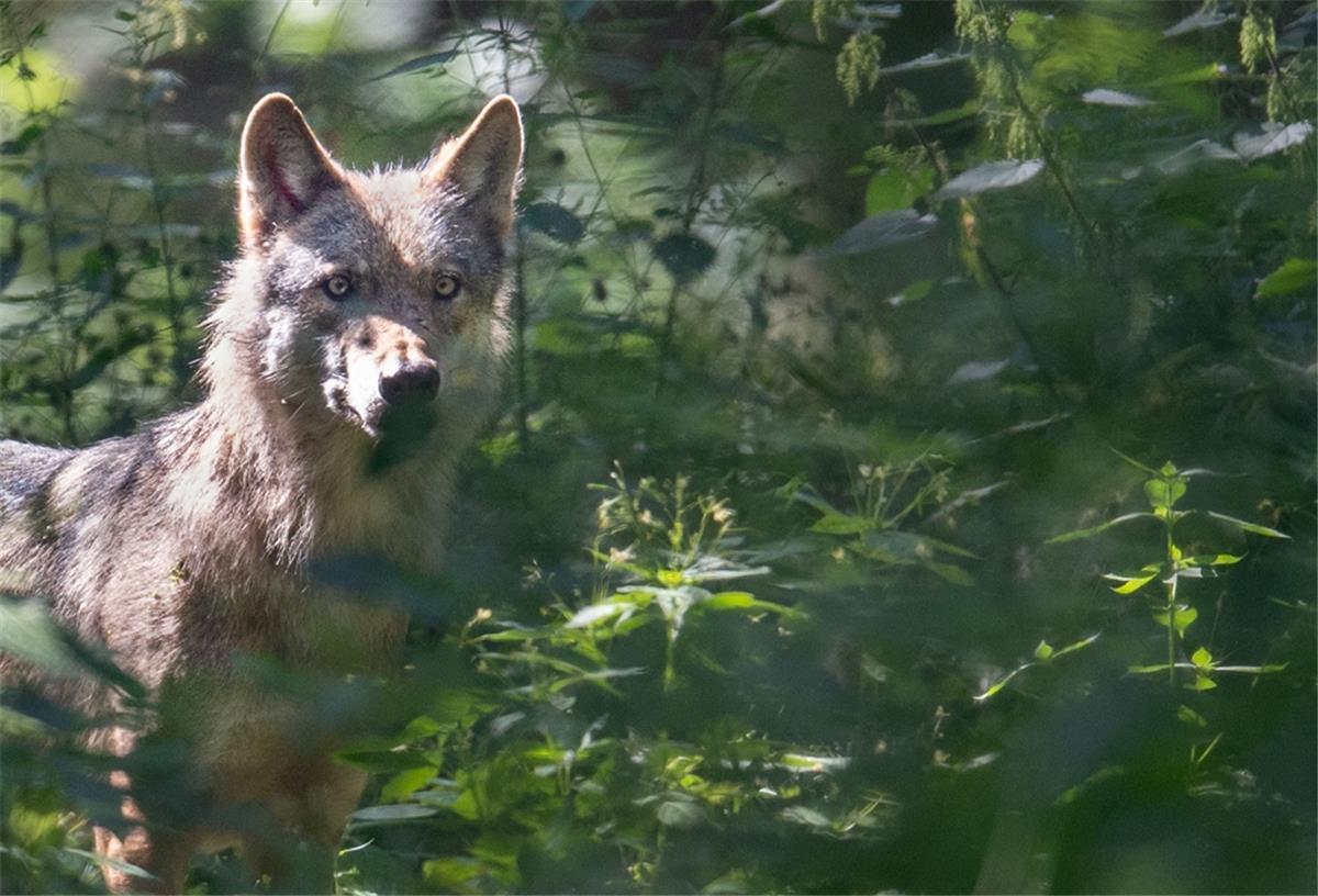 Wolf soll in Lüdingworth mehrere Schafe gerissen haben Wolf