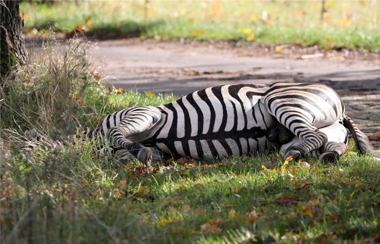 Zirkus-Zebra Pumba büxt aus – und wird erschossen In Mecklenburg-Vorpommern ist ein ausgerissenes Zirkus-Zebra erschossen worden.