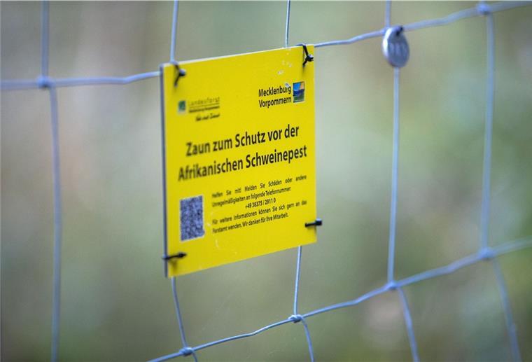 In Mecklenburg-Vorpommern wird im Radius von drei Kilometern ein Schutzzaun errichtet, um eine Verbreitung zu verhindern. 