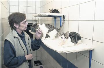 In Mulmshorn kümmert sich der Tierschutzverein Rotenburg auch um Katzen wie diese. Gerne würde der Verein in ein neues Domizil umziehen, doch dafür reicht das Geld hinten und vorne nicht.