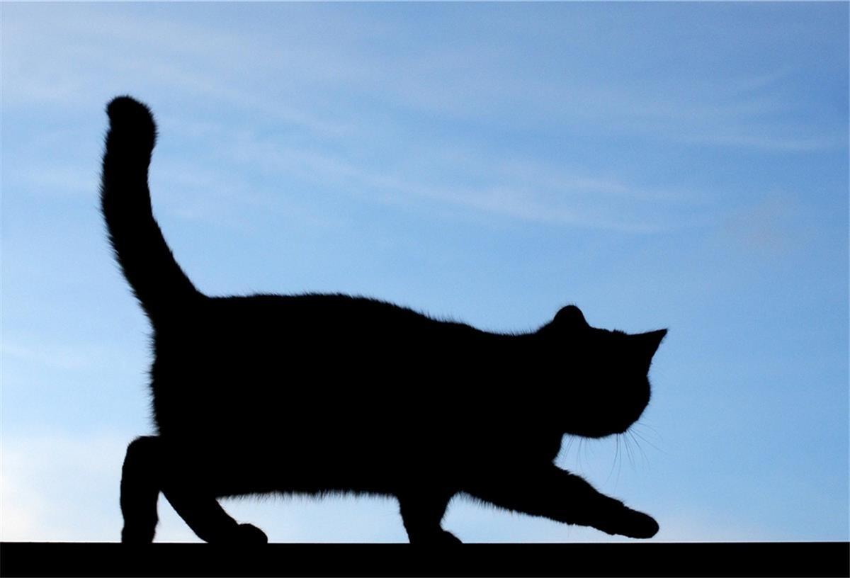 Drei Katzen geköpft - Polizei ermittelt  Rund acht Millionen Katzen leben in deutschen Haushalten, etwa weitere zwei Millionen sind nach Schätzungen verwildert