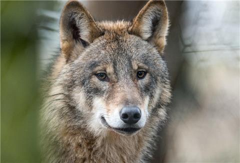 Zweiter Angriff in zwei Wochen: Wolf reißt drei Schafe im Landkreis Cuxhaven