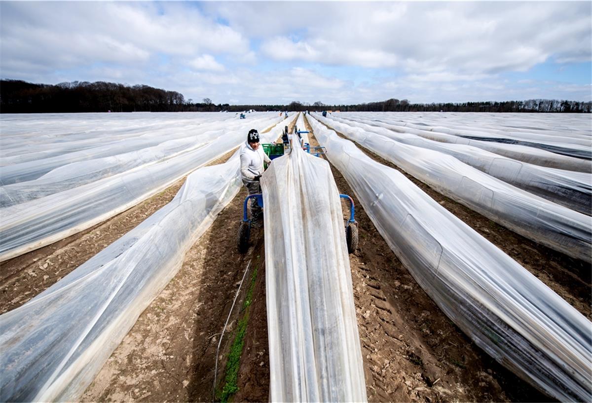 Niedersachsen: Sonnenschein lässt Spargelernte beginnen In Niedersachsen ist kurz vor Ostern die Spargelernte angelaufen.