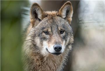 In Niedersachsen steht die Wolfspolitik der rot-schwarzen Landesregierung in der Kritik.