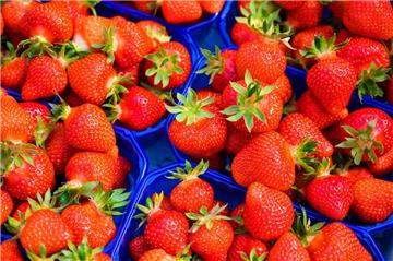 In Niedersachsen werden die ersten Erdbeeren geerntet. 