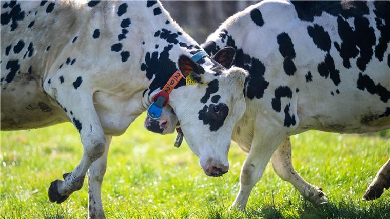 Weidesaison startet mit Viehaustrieb In Niedersachsen werden rund 780.000 Milchkühe gehalten.
