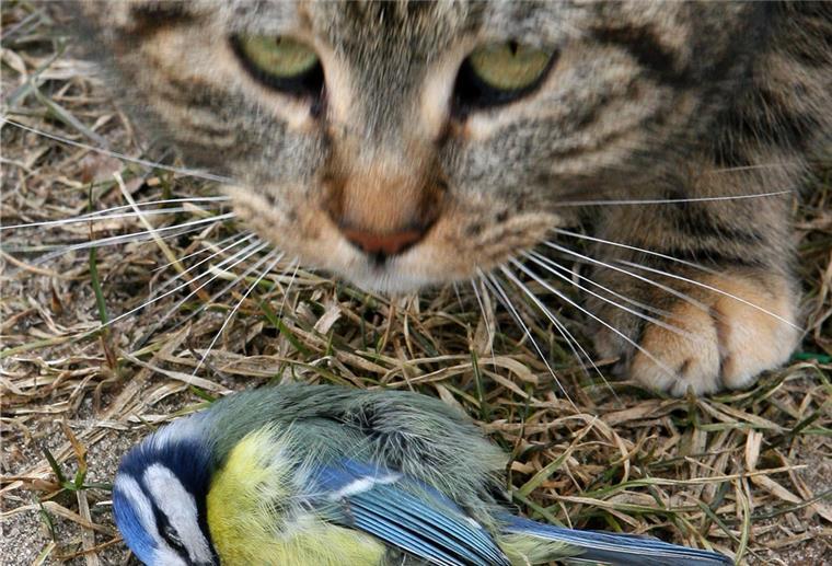 Stadt Nordenham lässt Katzen kastrieren Eine Katze mit einem erlegten Vogel.