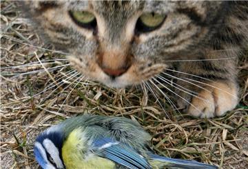 Eine Katze mit einem erlegten Vogel.