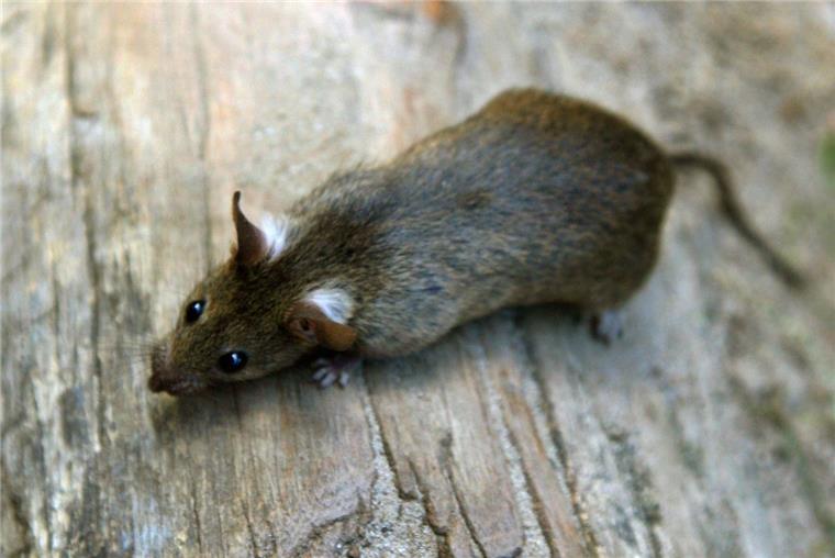 Ratten in Nordenham: Immer mehr Bürger beschweren sich In Nordenham werden immer mehr Ratten beobachtet.