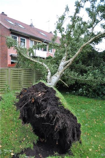 In Nordenham wurden etliche Bäume entwurzelt. Foto Heilscher
