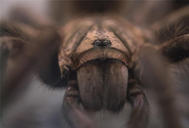 Russische Tarantel breitet sich in Europa aus – das solltest Du über sie wissen Eine Vogelspinne sitzt in ihrem Terrarium.