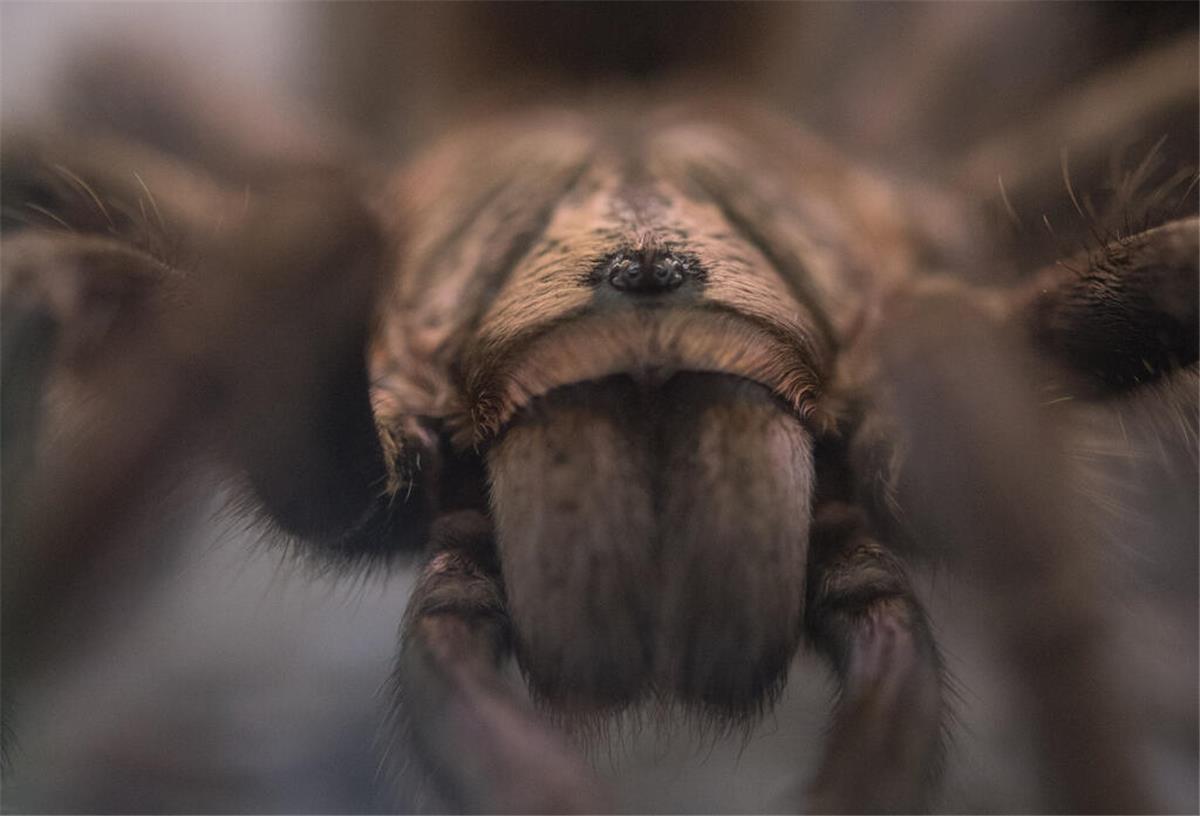 Eine Vogelspinne sitzt in ihrem Terrarium.