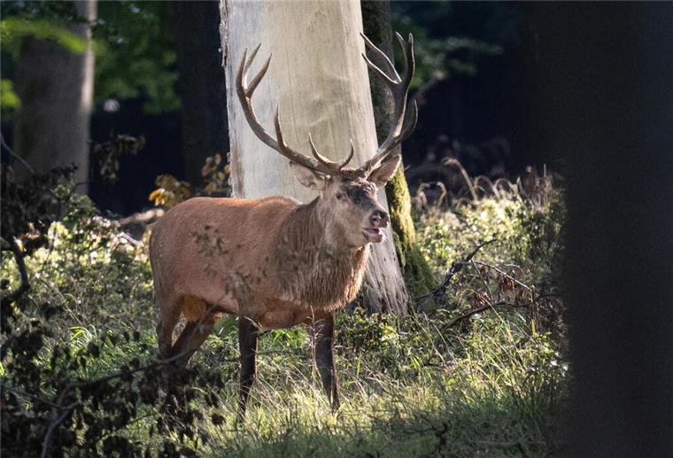 Hirsch im Wald