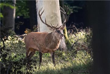 Hirsch im Wald