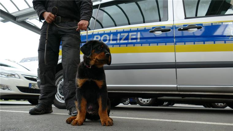 "Balou" ist da: Neuer Diensthund für Polizei Bremerhaven In rund einem Jahr beginnt für "Balou" die Ausbildung zum Polizeihund.