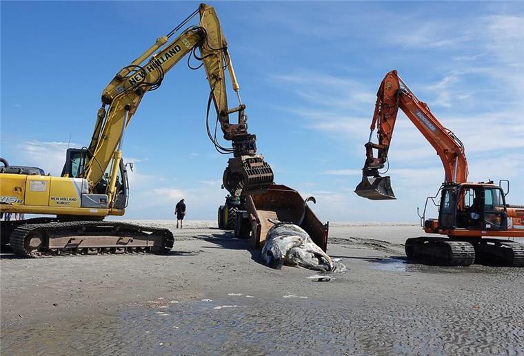  Ein toter Buckelwal während der Bergung am Strand von Sankt Peter-Ording. 