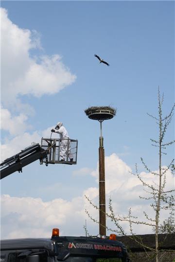 In schwindelerregender Höhe sucht Andreas Onken im Storchennest in Ueterlande nach einem Bienen-Nest. Er kann allerdings keines finden.