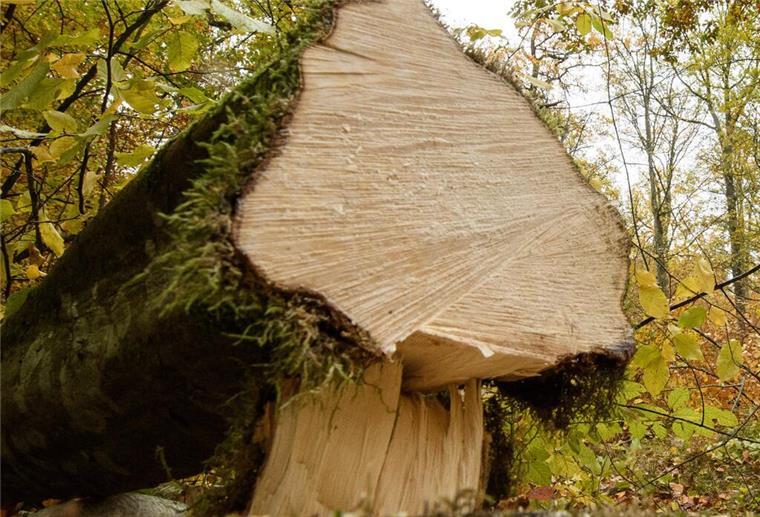 Eine gefällte Buche liegt im Wald