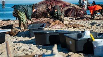 In speziellen Kisten wurden die Proben des Wal-Kadavers von Sylt auf das Festland gebracht. 