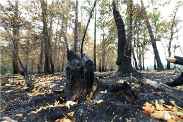 In Teilen Niedersachsens hat es schon verheerende Waldbrände gegeben.