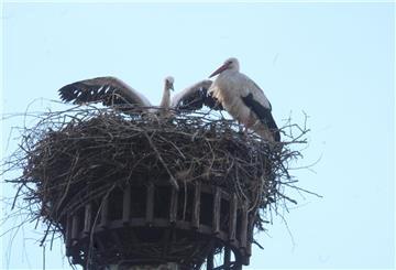 Storchennest mit zwei Storchen