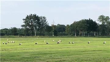 In Wingst (Cuxland) hat eine Leserin 56 Störche auf einem Feld fotografiert.