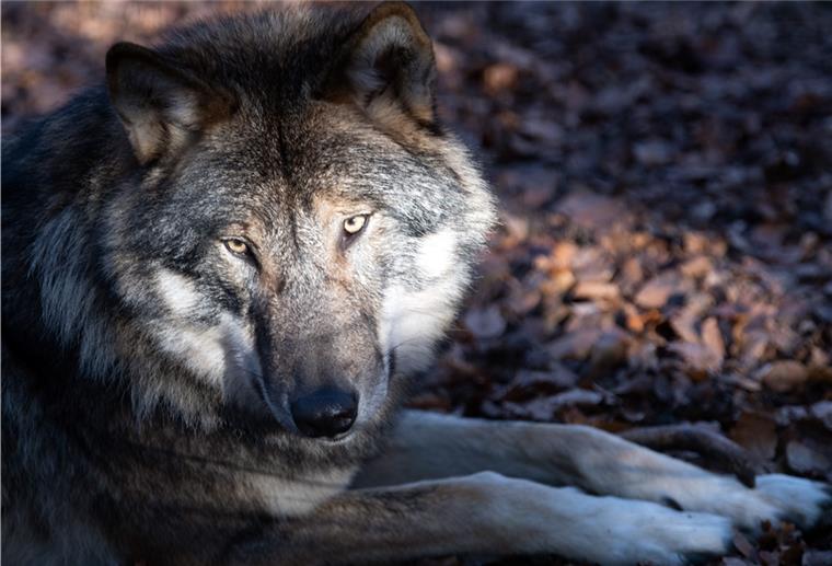  Ein Wolf liegt im Tierpark Kunsterspring auf dem Waldboden. 