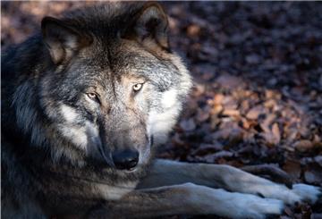  Ein Wolf liegt im Tierpark Kunsterspring auf dem Waldboden. 
