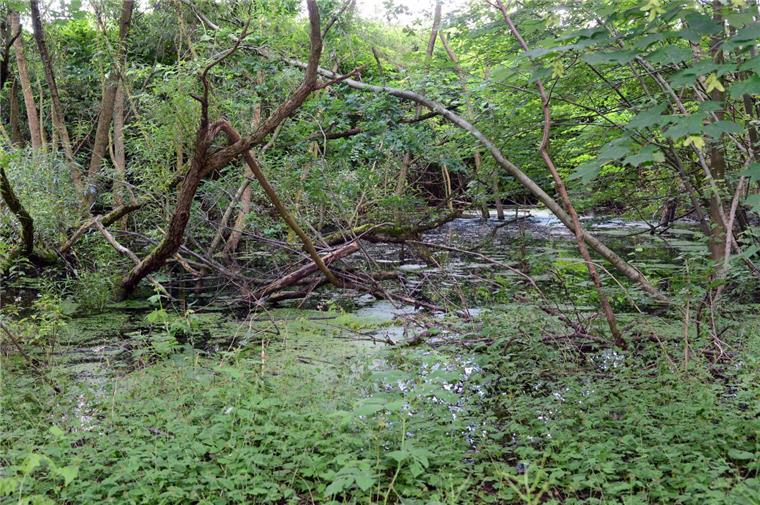 In Wulsdorf steigt das Grundwasser - das besorgt die Bürger im Stadtteil.