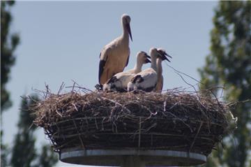 In zehn Metern Höhe zieht ein Storchenpaar in Appeln drei Jungtiere groß. Das Nest steht im Garten von Ewald Krause.