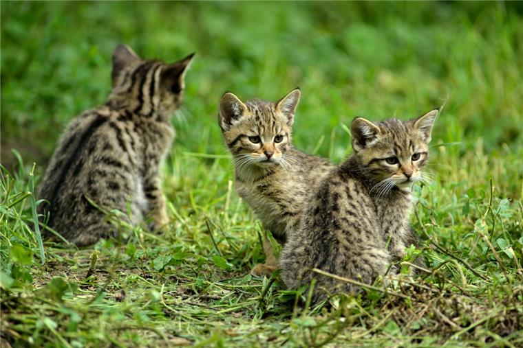 Insbesondere junge Wildkatzen sehen Hauskatzen zum Verwechseln ähnlich. Der Bestand der Tiere steigt in Niedersachsen.