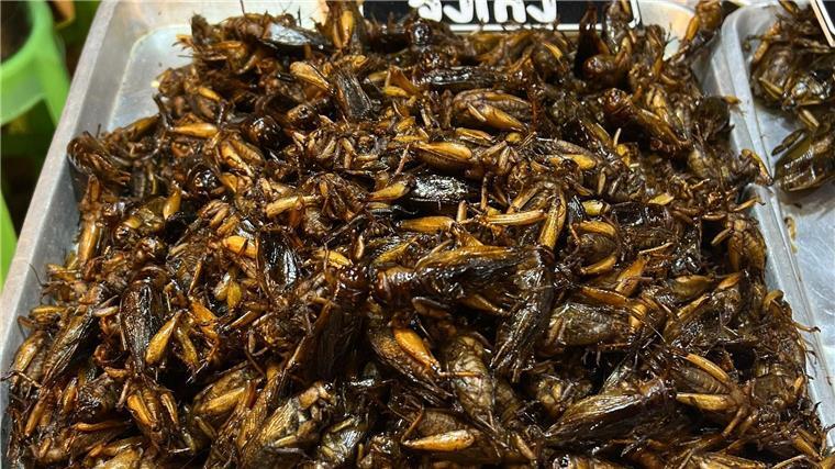 Wie die Lebensmittelbranche zum Klimaschutz beitragen kann Insekten als Tierfutter könnten einen Beitrag zur Verringerung des CO2-Ausstoßes in der Lebensmittelproduktion leisten. (Symbolfoto)