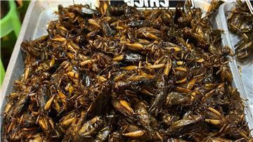 Insekten als Tierfutter könnten einen Beitrag zur Verringerung des CO2-Ausstoßes in der Lebensmittelproduktion leisten. (Symbolfoto)