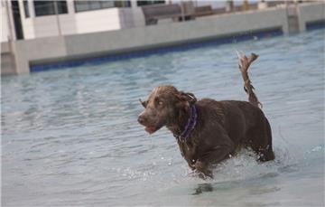 Insgesamt 130 Hunde begrüßten die Mitarbeiter beim ersten Hund-im-Freibad-Tag in...