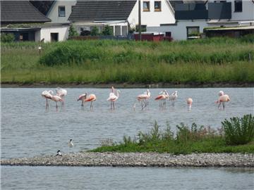 Insgesamt 15 Flamingos haben sich die Kleipütte an der B212 in Brake zum Verweilen ausgesucht.