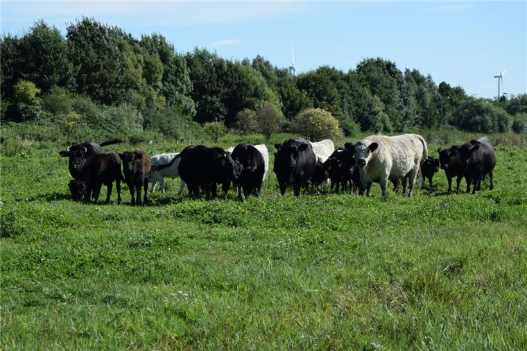 Insgesamt elf Kühe, neun Kälber und sieben Bullen fühlen sich am Geestebogen wohl. Bei der Herde handelt es sich um Dahomey-Zwergrinder, die kleinste Rinderrasse der Welt.