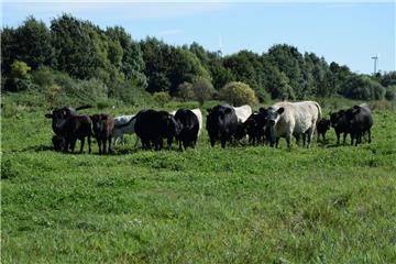 Insgesamt elf Kühe, neun Kälber und sieben Bullen fühlen sich am Geestebogen wohl. Bei der Herde handelt es sich um Dahomey-Zwergrinder, die kleinste Rinderrasse der Welt.