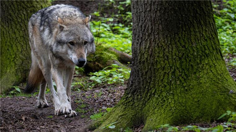 Insgesamt sind in Niedersachsen bislang mehr als 300 Wölfe tot aufgefunden worden. (Archivfoto) 