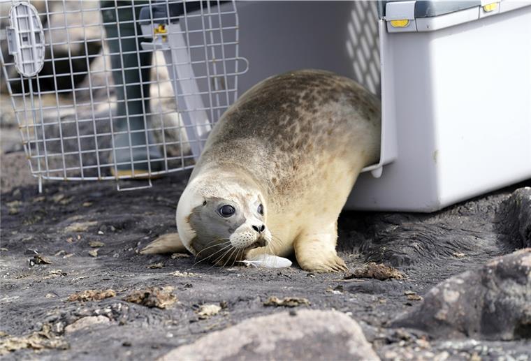Insgesamt wurden in der Seehundstation in Norddeich zuletzt mehr als 100 Heuler aufgepäppelt.