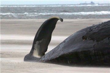 Insgesamt zwölf tote Pottwale wurde in den vergangenen Tagen in der Nordsee gefunden. 