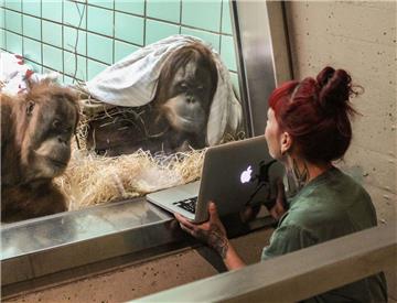 Interessiert verfolgen die Orang-Utan-Damen Conny (l) und Sinta (r) Videos von Orang-Utan-Mann Gempa, die ihr die Pflegerin Lesley Kirchner vorspielt.